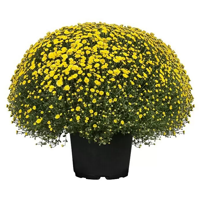 Piardino Herbst-Chrysantheme - Chrysanthemum indicum Hybride, Topfgröße: 33 cm, Blütenfarbe: Sortenabhängig - Eine leuchtend gelbe Chrysanthemenpflanze in einem schwarzen Topf, voller kleiner, fröhlicher Blüten und grünem Laub.