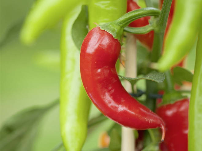 Paprika und Chili anpflanzen