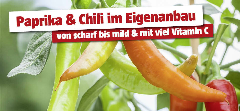 Paprika und Chili anpflanzen