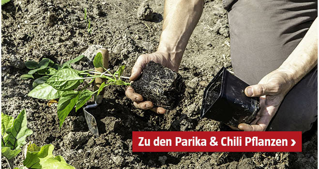 Paprika und Chili Pflanzen