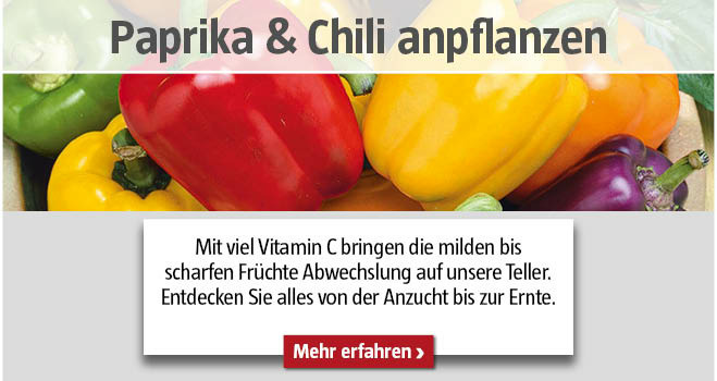 Paprika und Chili anpflanzen