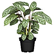 Korbmarante