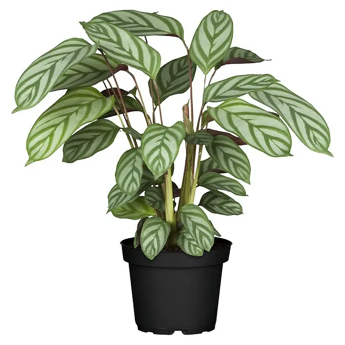 Piardino Korbmarante - Calathea musaica in Sorten, Topfgröße: 12 cm - Elegante Zebra-Zimmerpflanze in einem schwarzen Topf. Ideal, um jedem Raum einen Hauch von Grün und Stil zu verleihen.