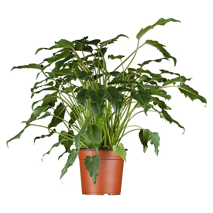 calathea anulque Buy Calathea RattleSnake Prayer Plants main image 1