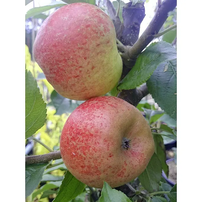 Apfelbaum Ecolette - Malus domestica Ecolette, Erntezeit: September - Zwei rote Äpfel hängen an einem Ast, umgeben von grünen Blättern. Die Äpfel sind reif und bereit für die Ernte.