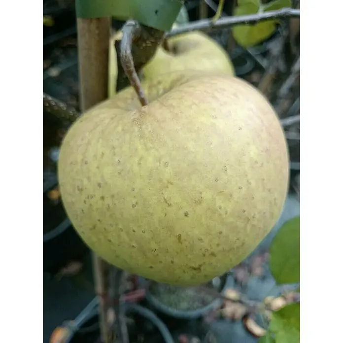 Apfelbaum Golden Delicious - Malus domestica Golden Delicious, Erntezeit: Oktober - Nahaufnahme eines gelben Apfels mit braunen Flecken, der an einem Baum hängt und einen natürlichen Charme ausstrahlt.