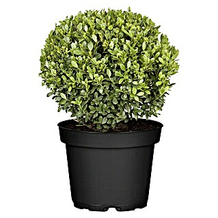 Piardino Japan-Stechpalme (Illex crenata Jenny Pyramide, Aktuelle Wuchshöhe: 60 cm - 80 cm)