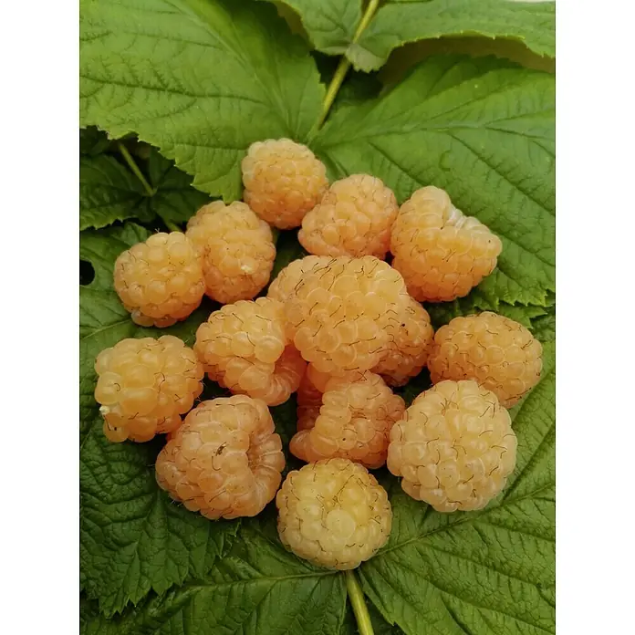 Himbeere Autumn Amber - Rubus idaeus Autumn Amber, Erntezeit: August - Nahaufnahme von einer Gruppe goldener Himbeeren auf einem grünen Blatt. Die Beeren leuchten mit einer attraktiven goldenen Farbe.