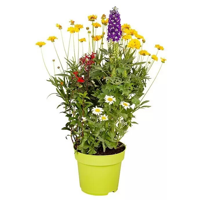 Piardino StaudeStauden in Arten & Sorten, Topfgröße: 23 cm