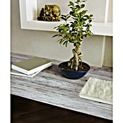 D-c-fix Samoljepljiva folija s motivom drveća (D x Š: 200 x 45 cm, Drvo, Smeđa, Samoljepljivo)
