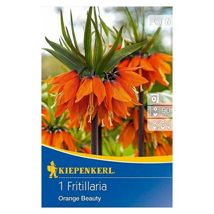 Kiepenkerl Frühlingsblumenzwiebeln Kaiserkrone 'Orange Beauty' (Fritillaria imperialis, 1 Stk.) | BAUHAUS