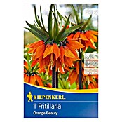 Kiepenkerl Frühlingsblumenzwiebeln Kaiserkrone 'Orange Beauty' (Fritillaria imperialis, 1 Stk.) | BAUHAUS