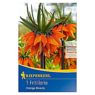 Kiepenkerl Frühlingsblumenzwiebeln Kaiserkrone 'Orange Beauty' (Fritillaria imperialis, 1 Stk.)