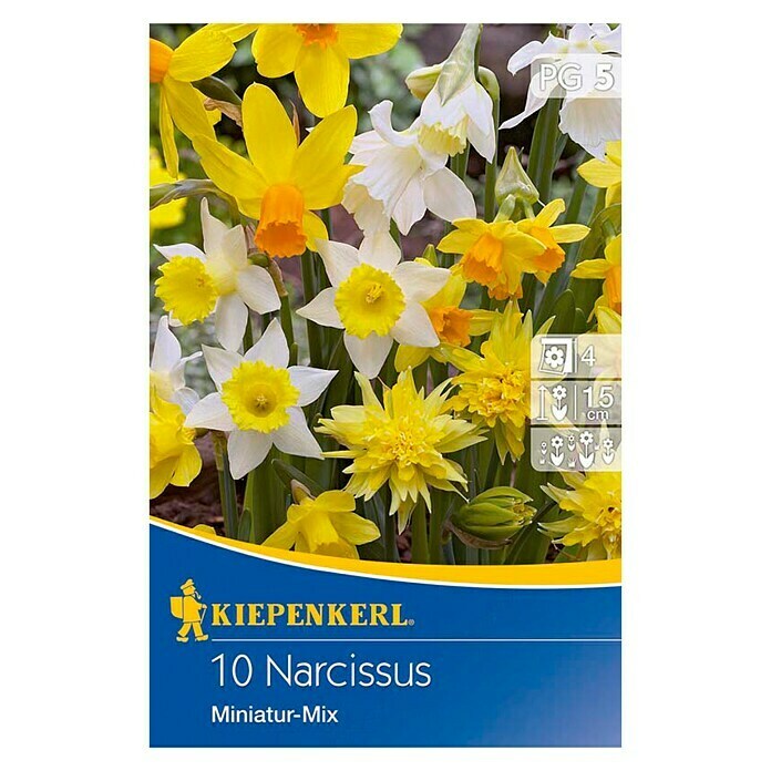 Kiepenkerl Frühlingsblumenzwiebel-Mix Miniatur Narzissen (Narcissus pseudonarcissus, 10 Stk.) | BAUHAUS