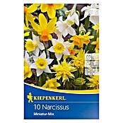 Kiepenkerl Frühlingsblumenzwiebel-Mix Miniatur Narzissen (Narcissus pseudonarcissus, 10 Stk.) | BAUHAUS