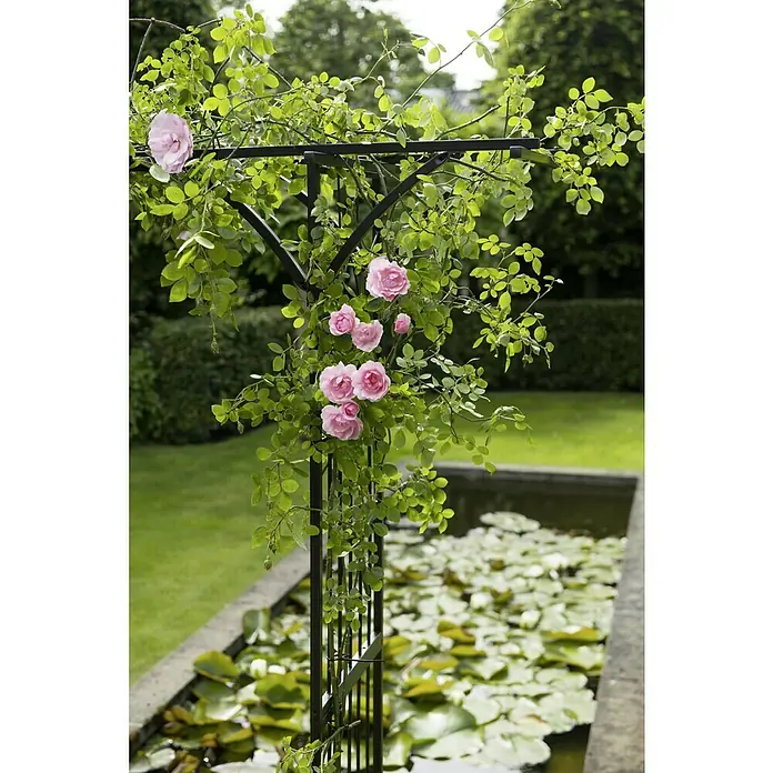 Nature Rosenbogen - Schwarz - Ein Rosenbogen mit üppigen, pinkfarbenen Rosenranken, die sich um das dunkle Metall winden, vor einem friedlichen Teich mit Seerosen.