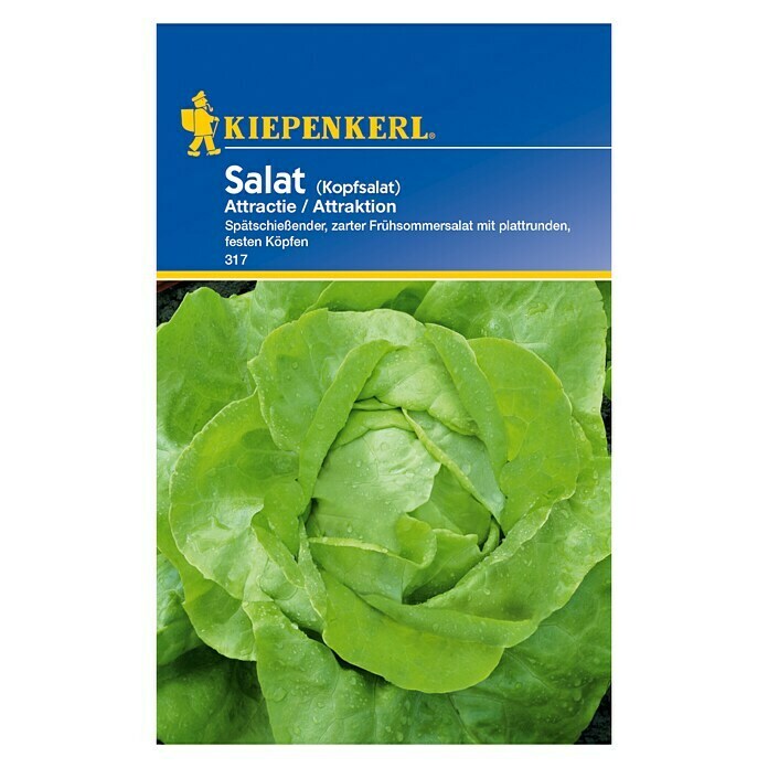 Kiepenkerl Salatsamen Kopfsalat (Attractie, Lactuca sativa var. capitata, Erntezeit: Juni) | BAUHAUS