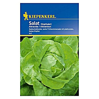 Kiepenkerl Salatsamen Kopfsalat (Attractie, Lactuca sativa var. capitata, Erntezeit: Juni)