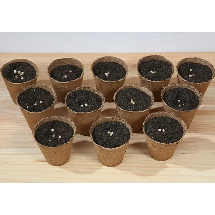 Floraworld Anzuchttopf Classic - Ø x H: 6 x 6,5 cm - Elf Anzuchttöpfe mit Erde und Samen darauf, die zum Anziehen von Pflanzen dienen, stehen auf einem hellen Holztisch.