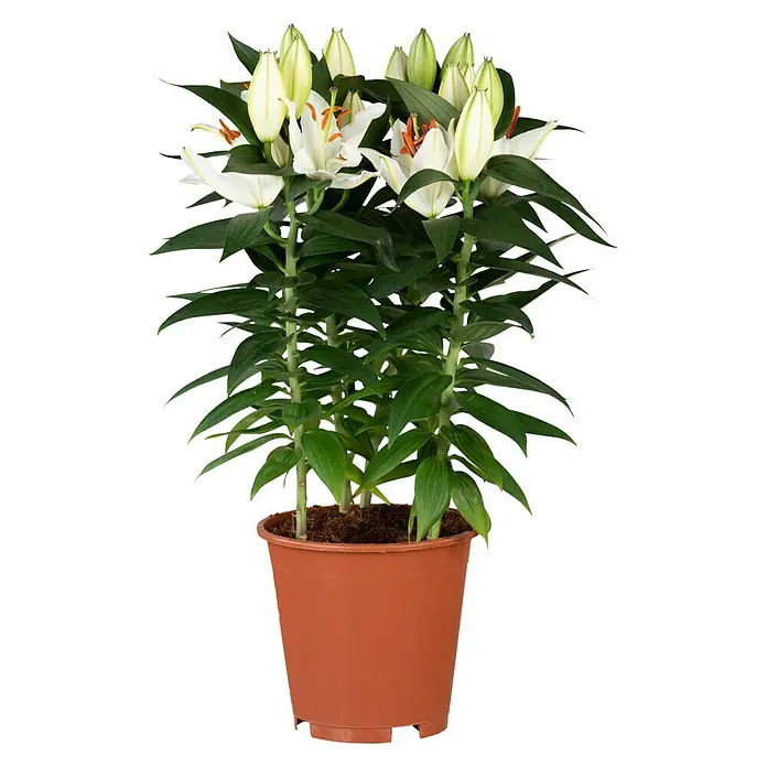 Piardino Lilie - Lilium Hybride, Topfgröße: 19 cm, Sortenabhängig - Eine Topfpflanze mit weißen Lilienblüten und grünen Blättern in einem braunen Topf. Die Lilien sind teilweise noch geschlossen.