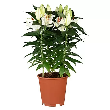 Piardino  Lilie Orientalisch