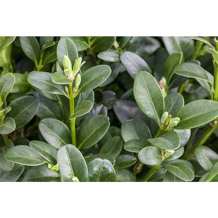 Piardino Buchsbaum - Buxus sempervirens, Topfvolumen: 5 l - Nahaufnahme von glänzend grünen Buchsbaumblättern und hellgrünen Blütenknospen, die die natürliche Schönheit und das Wachstum dieser Pflanze hervorheben.