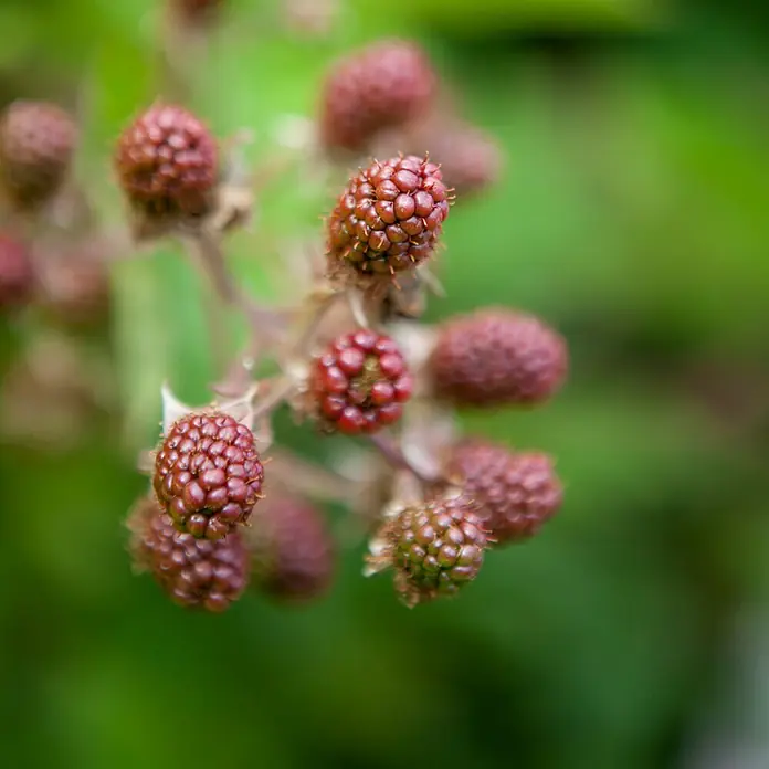 Piardino TaybeereRubus fruticosus x idaeus, Erntezeit: Juli - Nahaufnahme einer Gruppe unreifer Brombeeren an einem grünen Stiel, die ihre Reife andeuten.