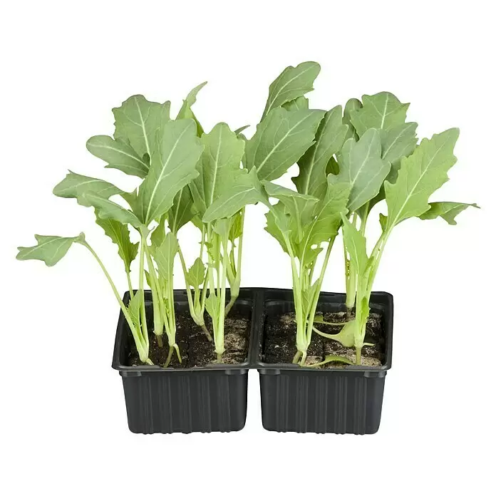 Piardino Kohlrabi - Brassica oleracea var. gongylodes, Erntezeit: Juli - Vorderansicht