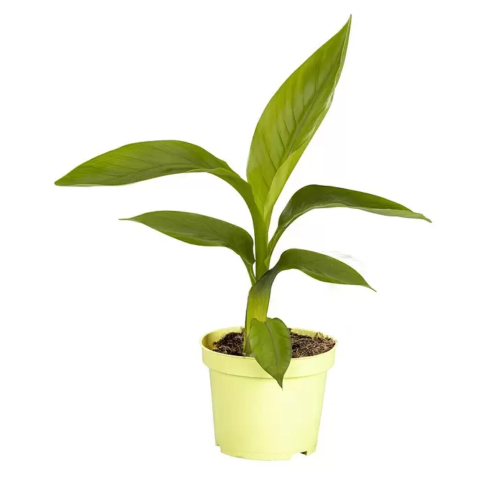 Bananenstaude - Musa Basjoo, Topfvolumen: 3 l - Eine kleine grüne Pflanze mit großen Blättern in einem hellgelben Topf mit Erde.