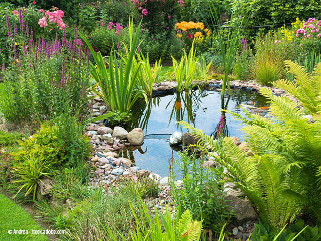 Gartenteich im Juli