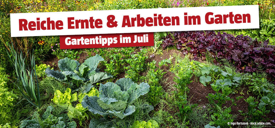 Gartentipps im Juli