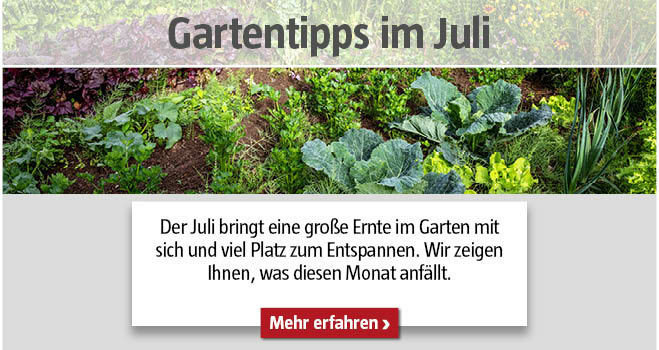 Gartentipps Juli