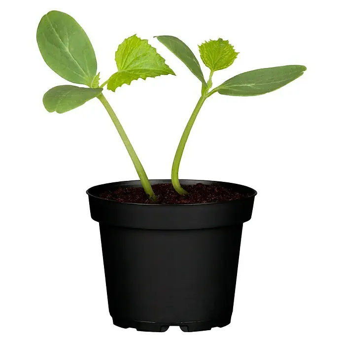 Piardino Snack-Gurke - Cucumis sativus, 9 cm, Erntezeit: Juli - Zwei junge Gurkenpflanzen in einem schwarzen Topf. Die Pflänzchen haben grüne Blätter und stehen in dunkler Erde.