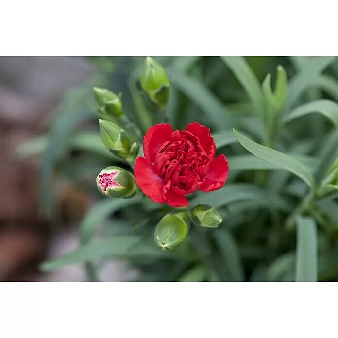 Piardino Gartennelke - Dianthus caryophyllus, Topfgröße: 12 cm, Mehrfarbig - Detailaufnahme