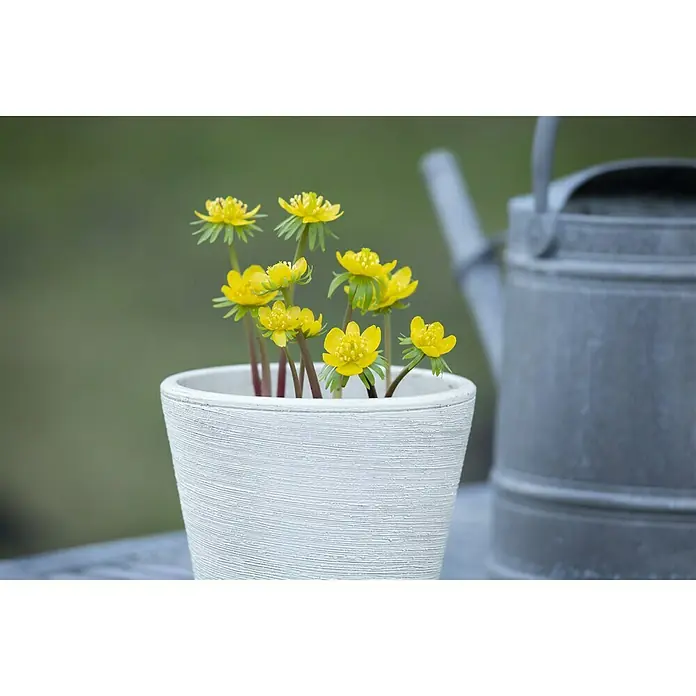 Piardino Frühlingsblumenzwiebeln Winterling - Eranthis hyemalis, Gelb - Niedlicher Topf mit leuchtend gelben Winterlingen, der eine frühlingshafte Atmosphäre schafft. Die Blüten stehen im Kontrast zum schlichten, weißen Topf.