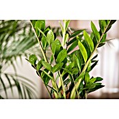 Piardino Glücksfeder (Zamioculcas zamiifolia, Topfgröße: 23 cm) | BAUHAUS