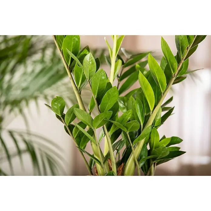 Piardino GlücksfederZamioculcas zamiifolia, Topfgröße: 23 cm - Nahaufnahme einer Zamioculcas zamiifolia (Glücksfeder) mit glänzenden, grünen Blättern.