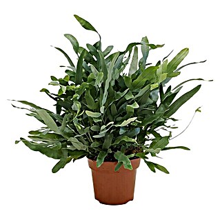 Goldtüpfelfarn (Phlebodium aureum 'Blue Star', Topfgröße: 17 cm)