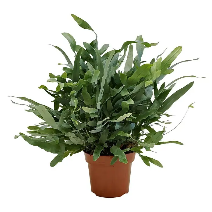 Goldtüpfelfarn - Phlebodium aureum 'Blue Star', Topfgröße: 17 cm - Zimmerpflanze: Ein blauer Schwertfarn in einem braunen Topf.