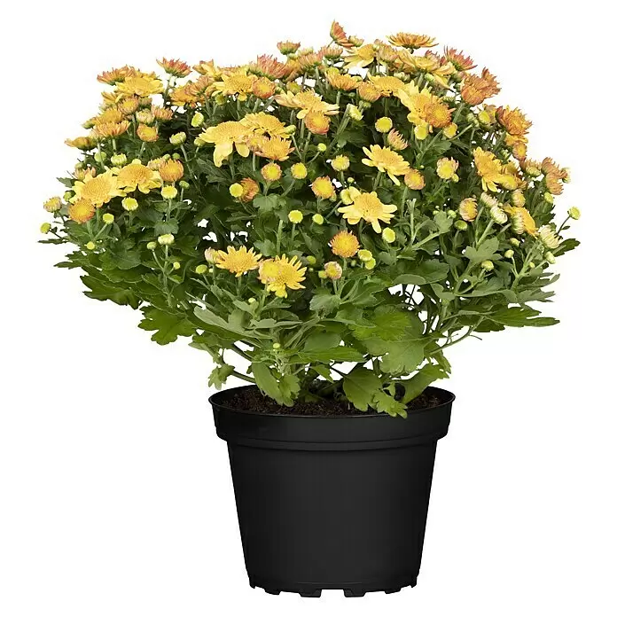 Piardino Herbst-Chrysantheme - Dendranthema Hybride 'Jellyfish', Topfgröße: 14 cm, verschiedene Farben - Vorderansicht