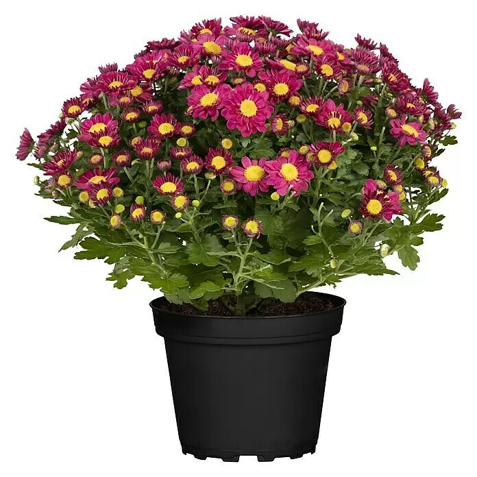 Piardino Herbst-Chrysantheme - Dendranthema Hybride 'Jellyfish', Topfgröße: 14 cm, verschiedene Farben - Vorderansicht