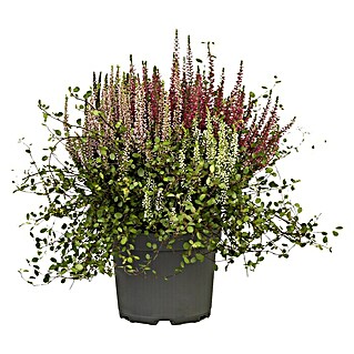 Piardino Besenheide Garden Girls Kombi (Calluna vulgaris, Topfgröße: 17 cm)