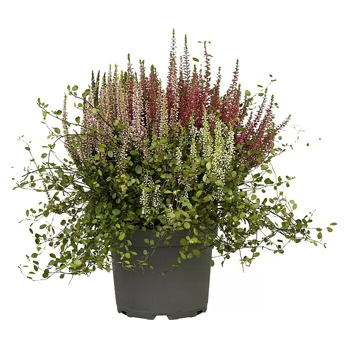 Piardino Besenheide Garden Girls Kombi - Calluna vulgaris + Begleitpflanze, Topfgröße: 17 cm - Getopfte Heidekraut-Mischung mit rosa, magenta und weißen Blüten und rankendem Grün, in einem dunkelgrauen Topf.