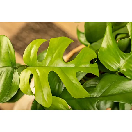 Piardino Fensterblatt Minima - Monstera deliciosa, Topfgre: 12 cm online  kaufen bei BAUHAUS