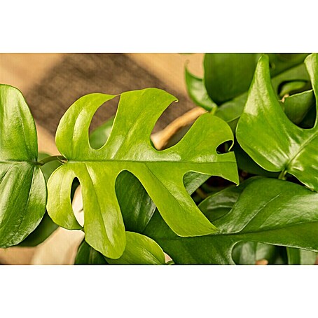 Piardino Fensterblatt Minima - Monstera deliciosa, Topfgre: 12 cm online  kaufen bei BAUHAUS