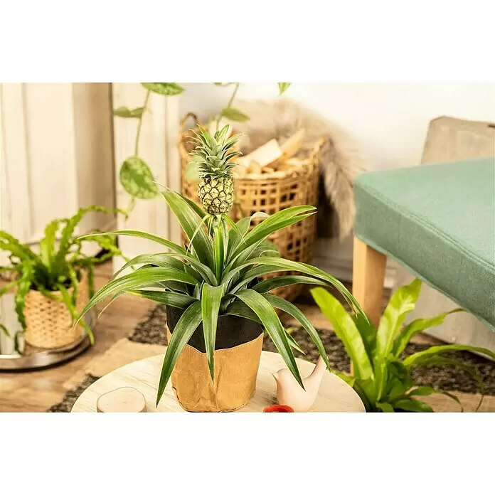 Piardino Ananas Compacta in Keramik - Ananas comosus 'Compacta', Topfgröße: 15 cm - Stimmungsaufnahme