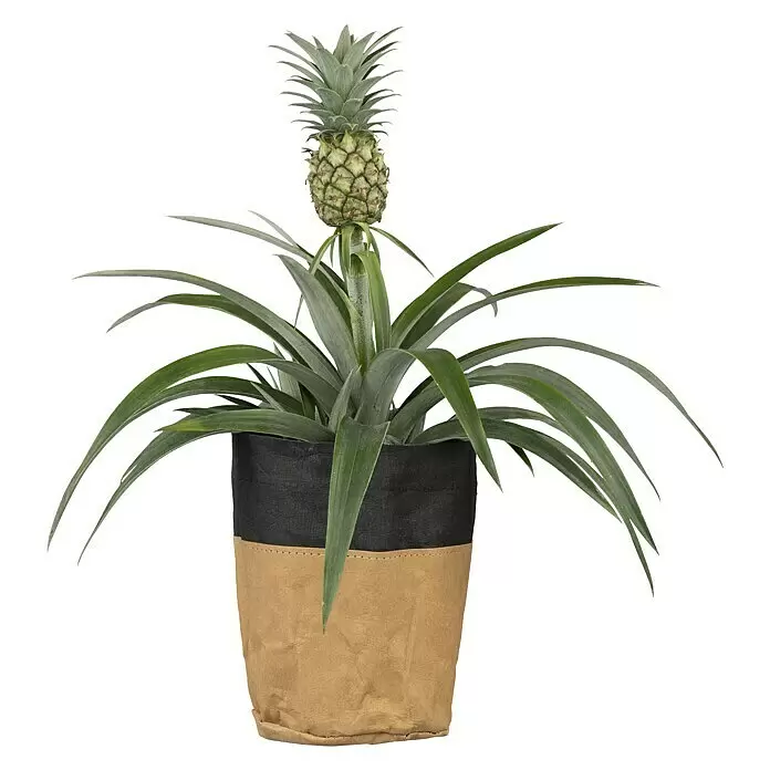 Piardino Ananas Compacta in Keramik - Ananas comosus 'Compacta', Topfgröße: 15 cm - Vorderansicht