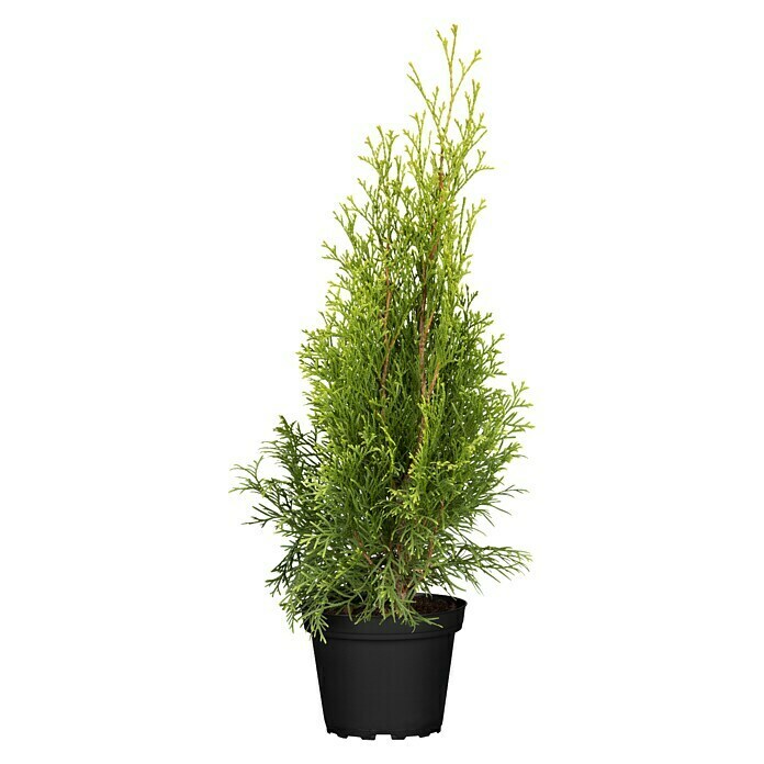 Piardino LebensbaumThuja occidentalis 'Smaragd', Aktuelle Wuchshöhe: 80 cm - 100 cm Front View