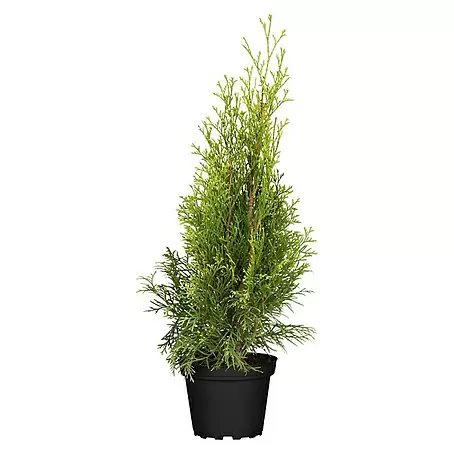 kirschlorbeer für hecke kaufen Kirschlorbeer Rotundifolia 150-175 cm Höhe Ballenware