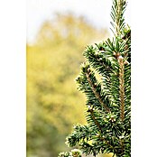 Picea glauca 15 Conica Topf Wachs